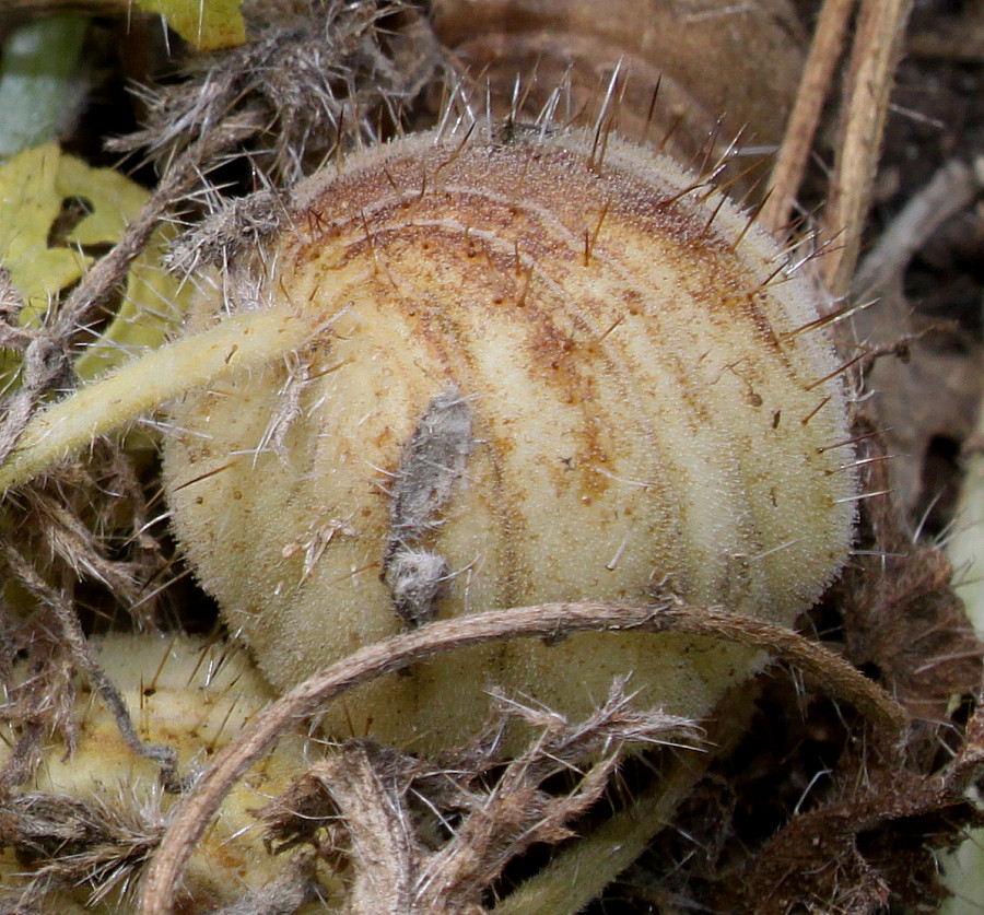 Изображение особи Blumenbachia insignis.