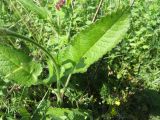 Betonica officinalis. Лист. Саратовская обл., Ртищевский р-н. 12.06.2013.