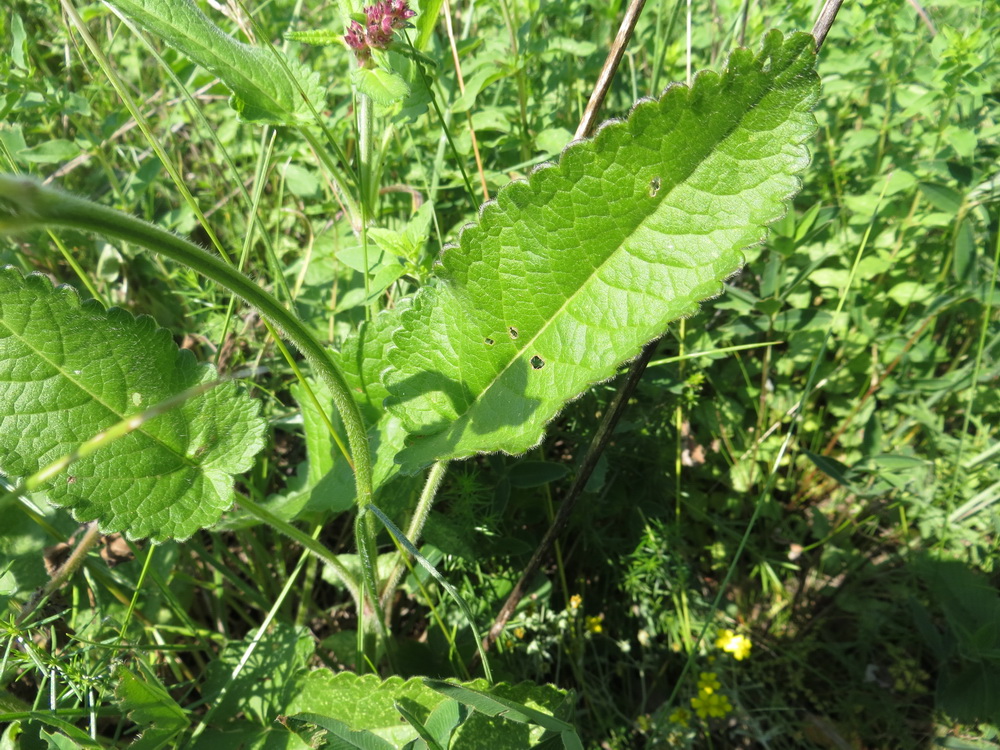 Изображение особи Betonica officinalis.