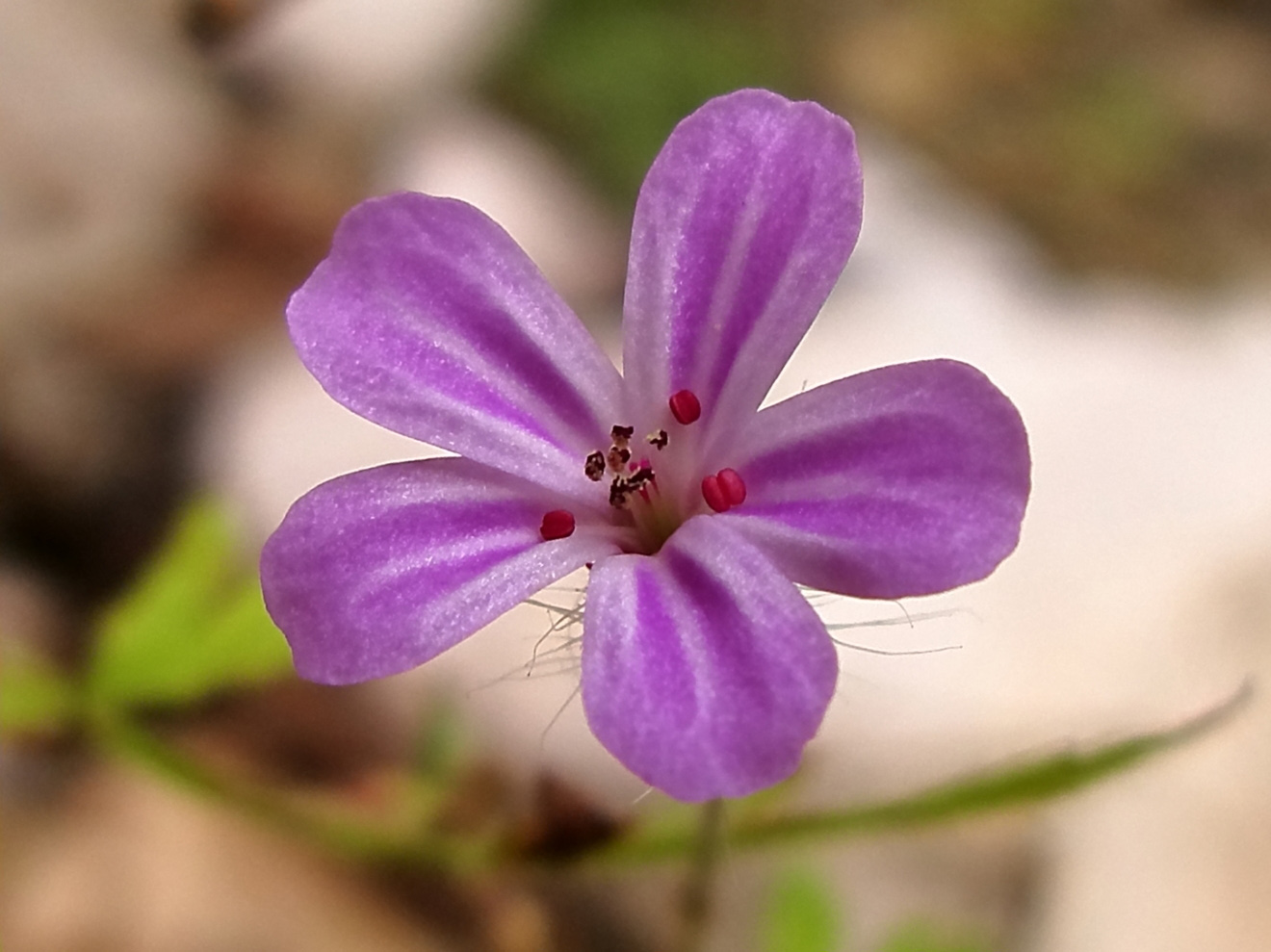 Изображение особи Geranium robertianum.