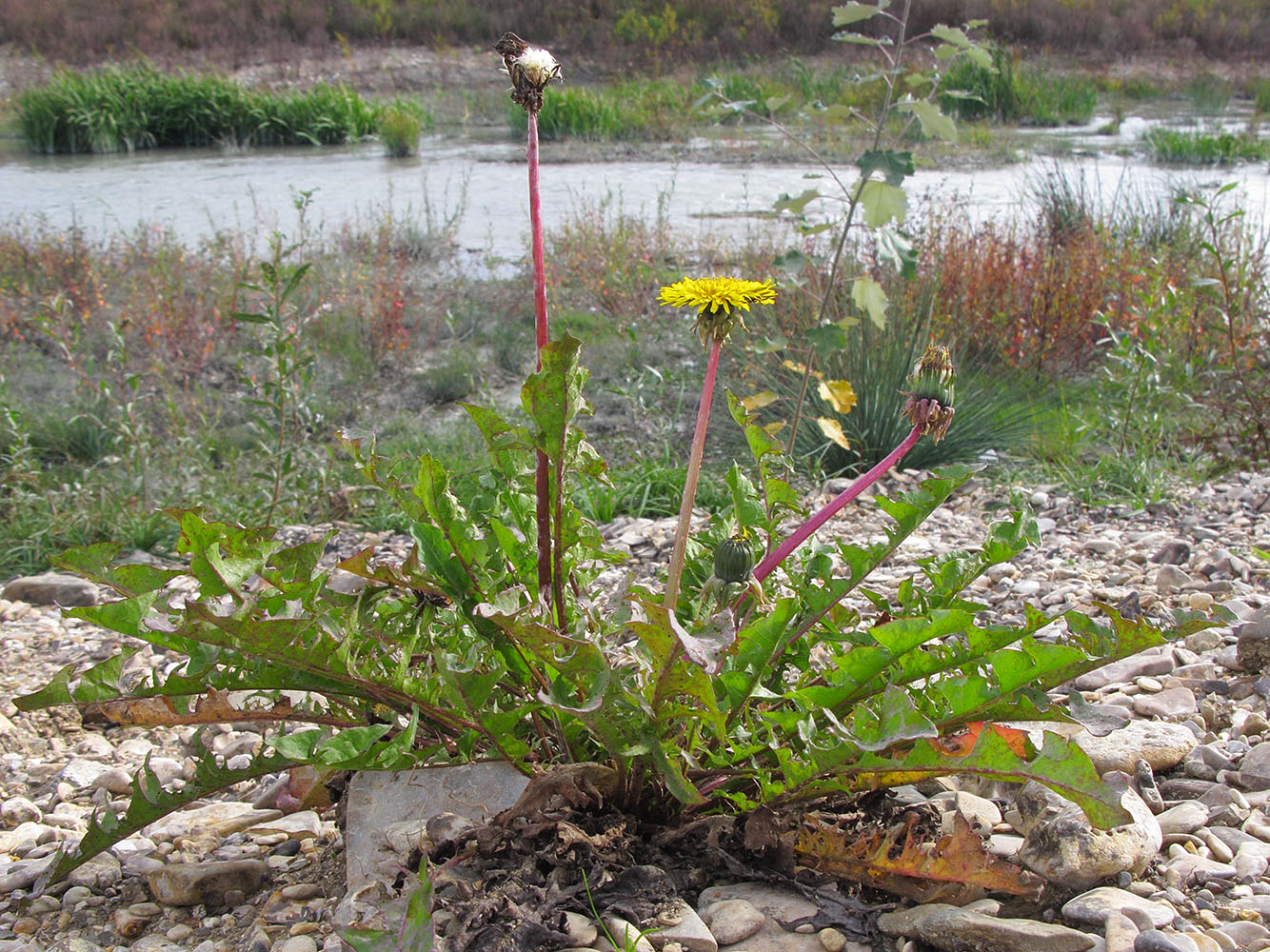 Image of Taraxacum officinale specimen.