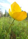 Trollius uncinatus. Цветок. Республика Бурятия, Баунтовский эвенкийский р-н, окр. пос. Северный, долина р. Има, сырой луг с кустарниками. 24.06.2013.