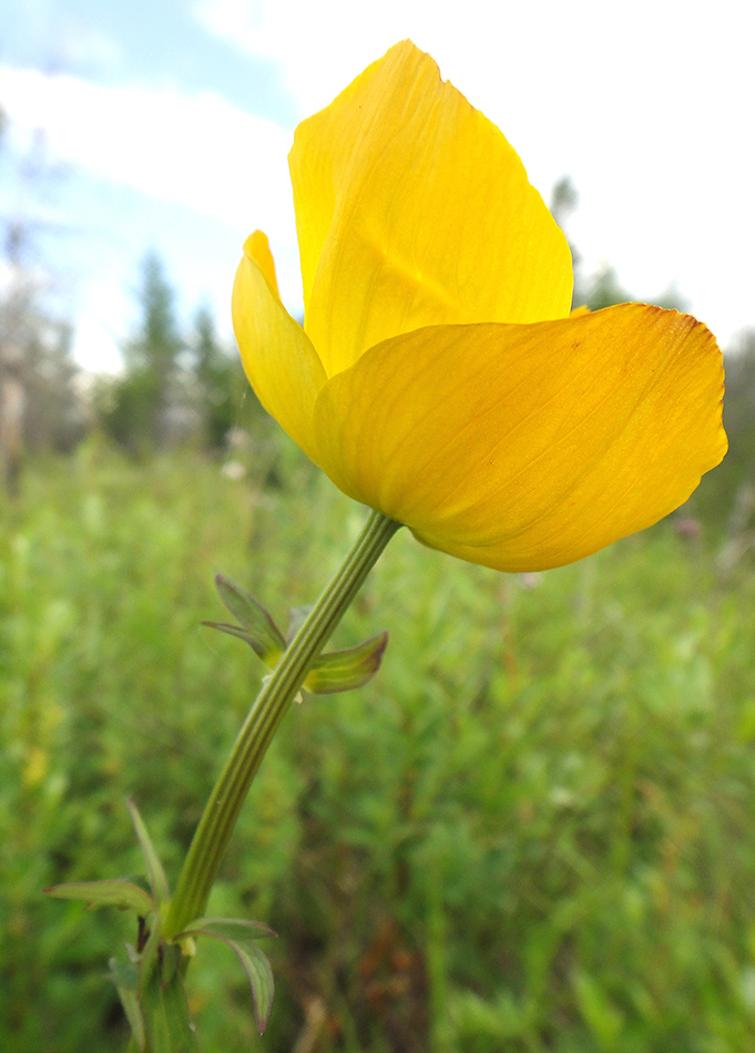 Изображение особи Trollius uncinatus.