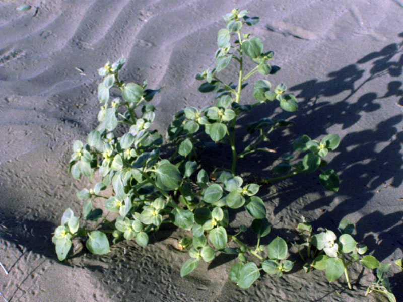 Image of Agriophyllum latifolium specimen.