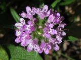 Thymus roegneri. Соцветие. Южный берег Крыма, мыс Никитин, лес. 22.05.2013.