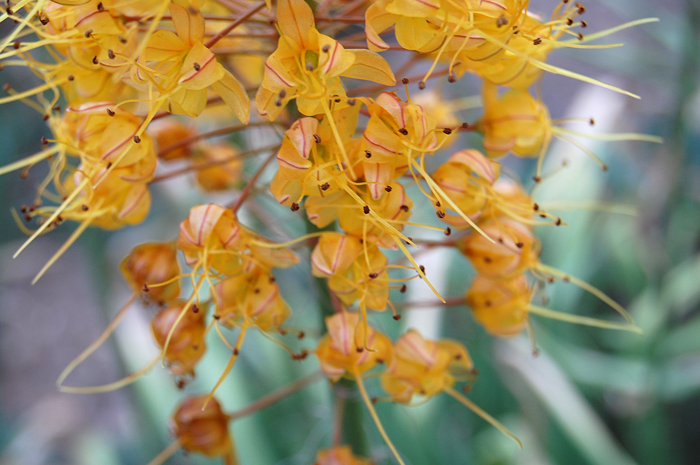 Изображение особи Eremurus &times; isabellinus.