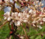 Cuscuta japonica. Верхушка соцветия. Приморский край, г. Владивосток, бухта Соболь, прибрежный склон. 06.09.2013.