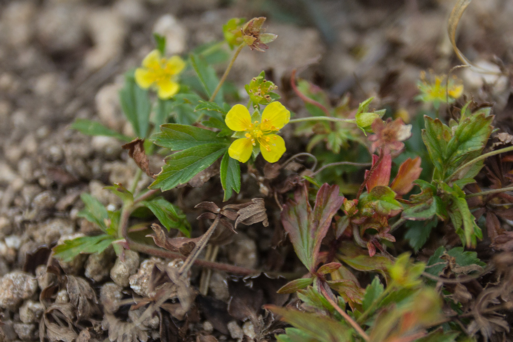 Image of Potentilla erecta specimen.