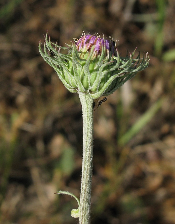 Image of Jurinea cyanoides specimen.