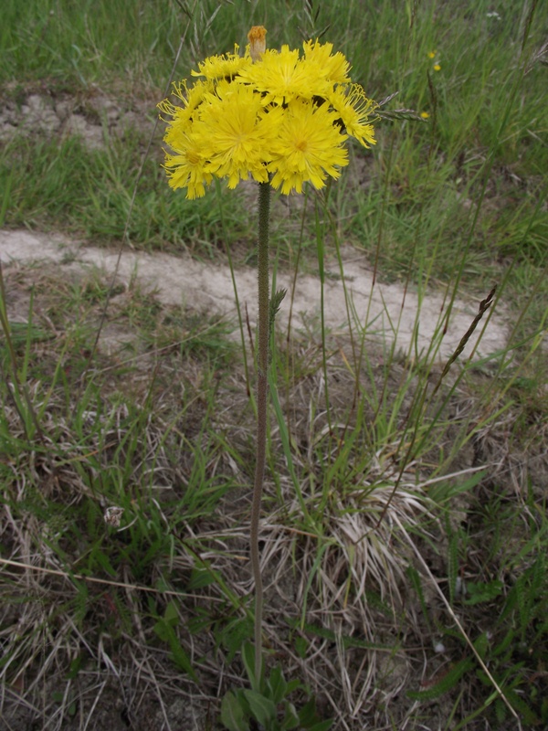 Изображение особи род Hieracium.