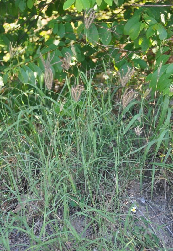 Image of Chloris barbata specimen.