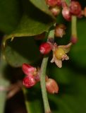 Smilax aspera