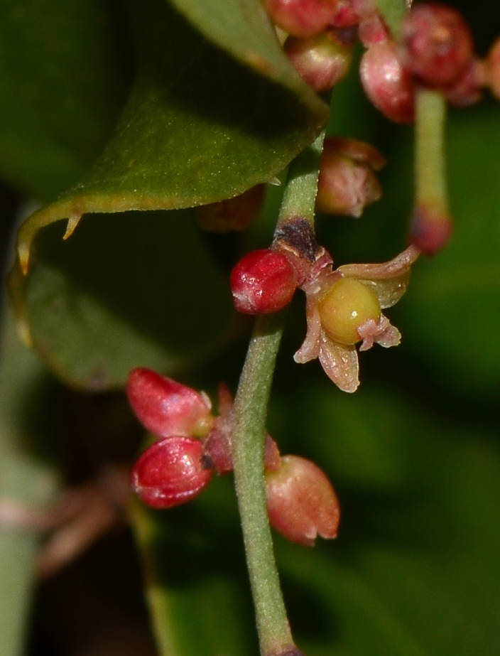 Изображение особи Smilax aspera.