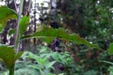 Senecio nemorensis