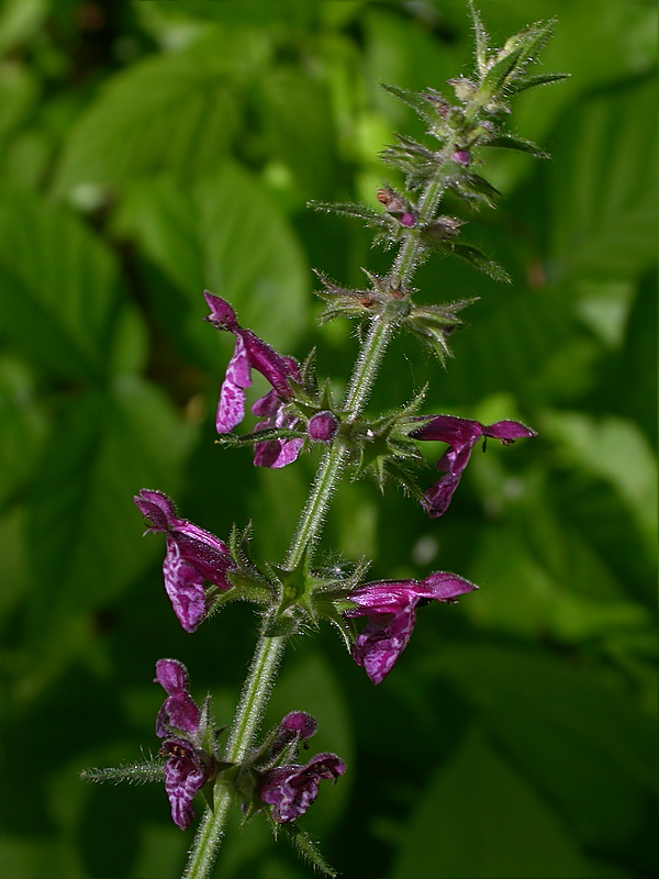 Изображение особи Stachys sylvatica.