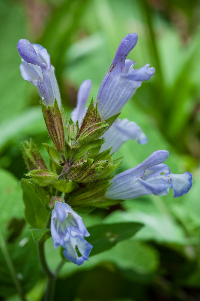 Изображение особи Salvia tomentosa.