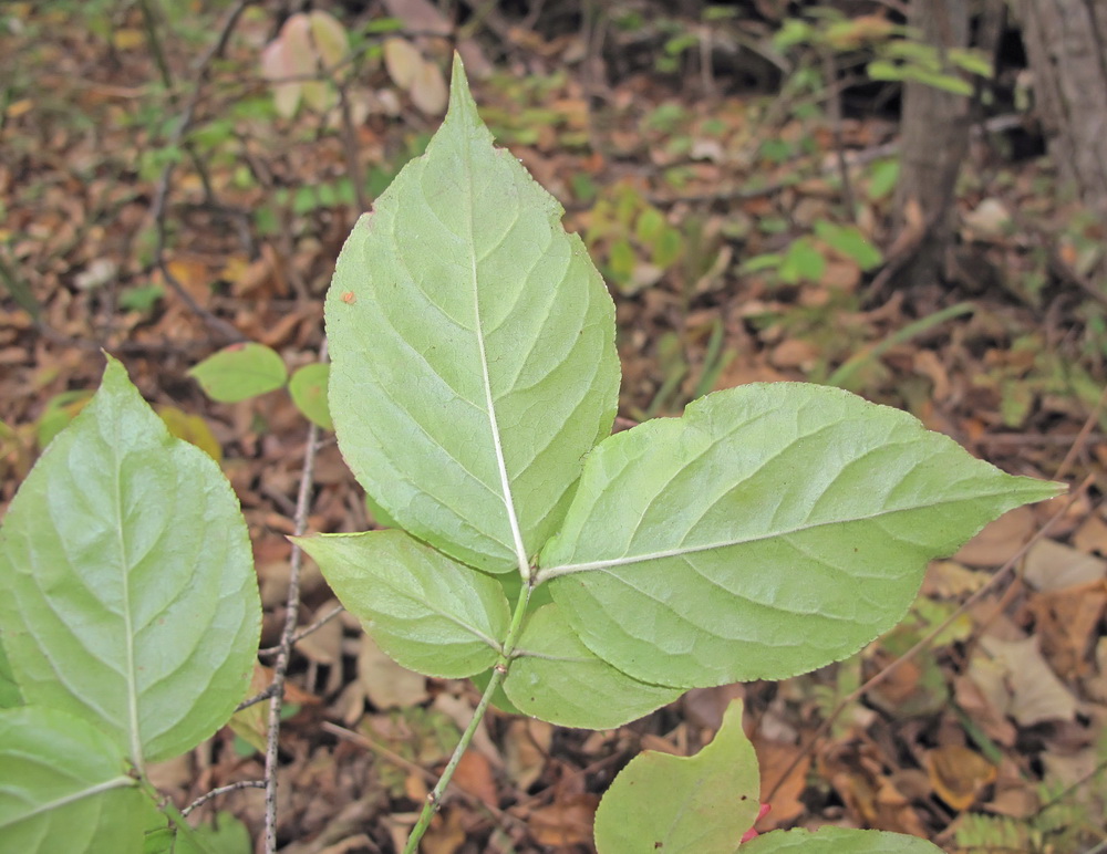 Image of Euonymus pauciflorus specimen.