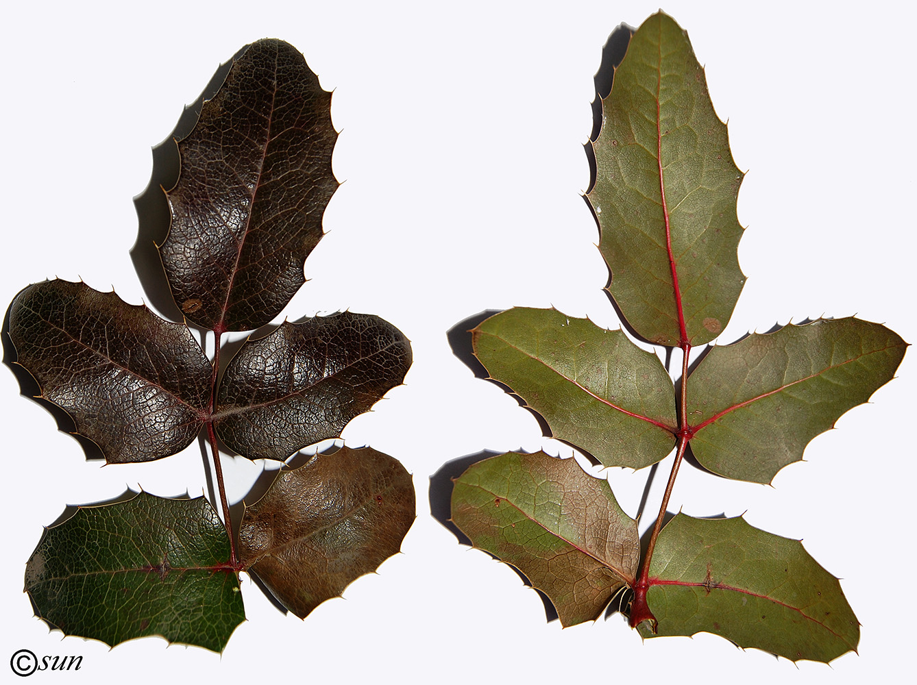 Image of Mahonia aquifolium specimen.