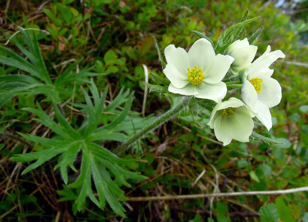 Изображение особи Anemonastrum sibiricum.