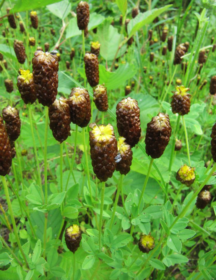 Изображение особи Trifolium spadiceum.