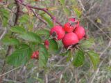 genus Rosa
