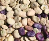 Vicia faba. Семена. Восточный Казахстан, Уланский р-н, с. Украинка, дачный участок. 07.09.2012.