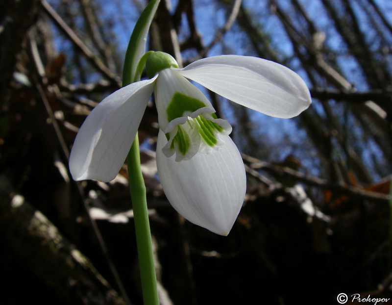 Изображение особи Galanthus plicatus.