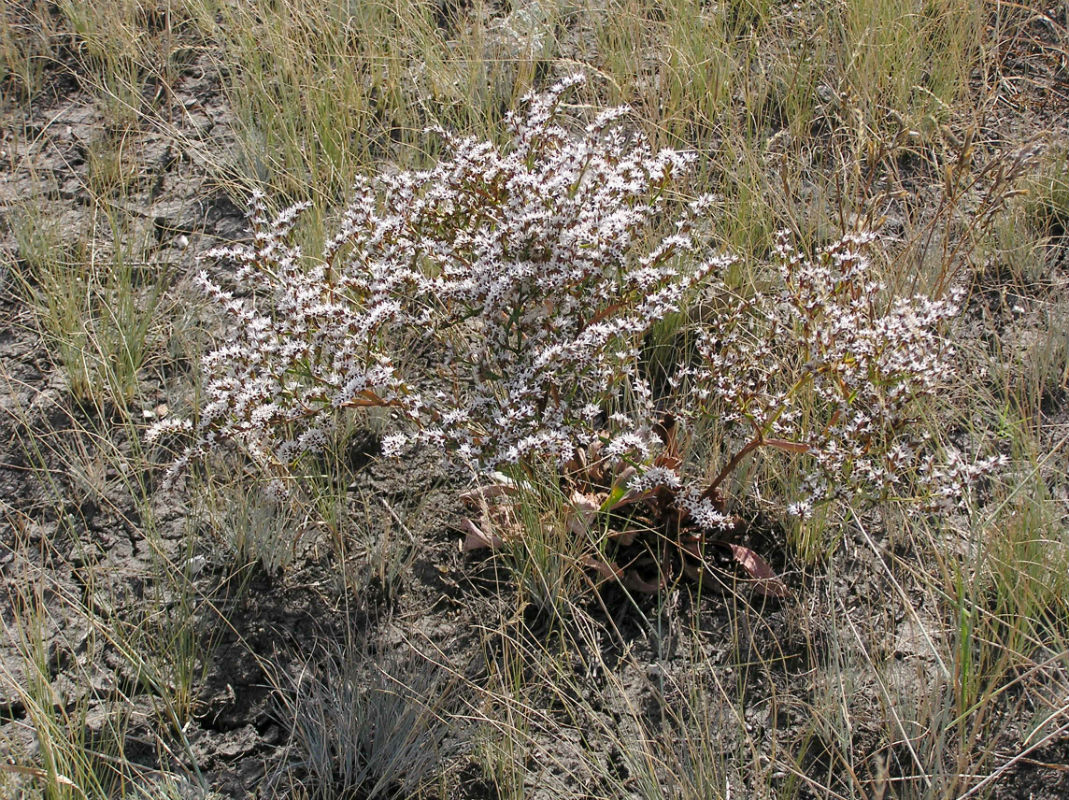 Image of Goniolimon tataricum specimen.