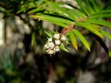 Taxus sumatrana