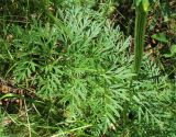 Selinum carvifolia
