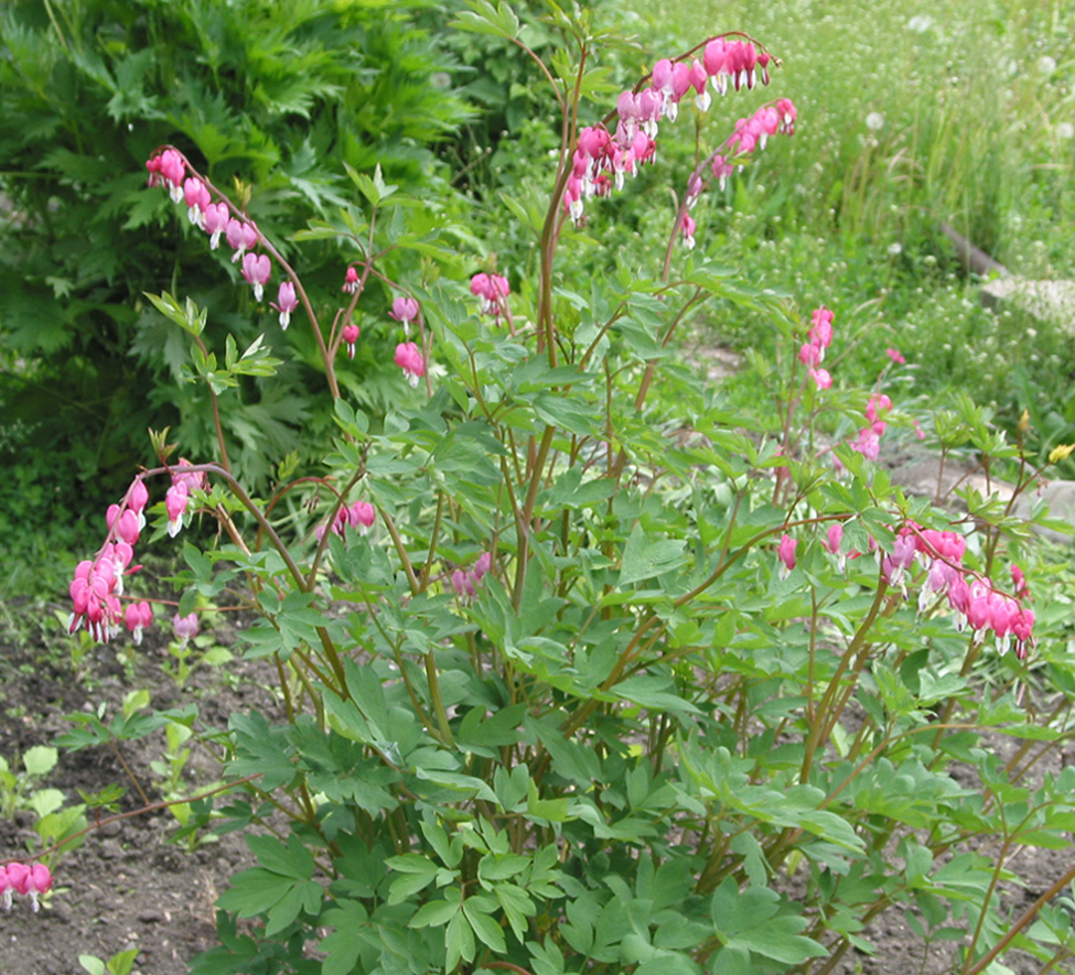 Изображение особи Dicentra spectabilis.