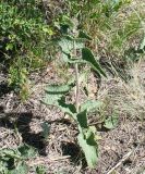 Phlomoides agraria