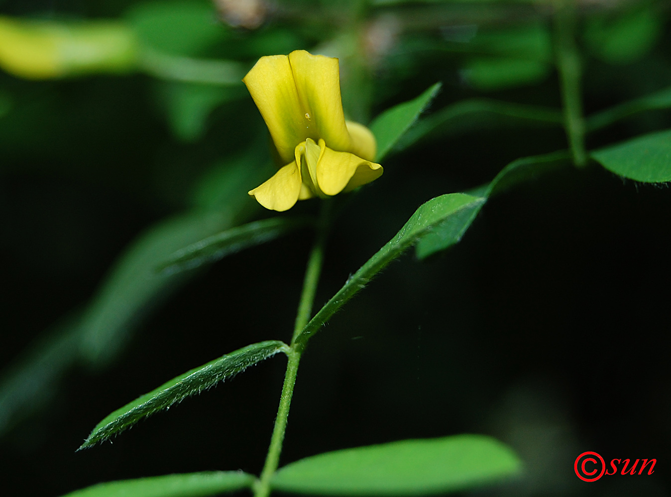 Image of Caragana arborescens specimen.