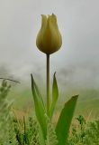 Image of taxon representative. Author is Тамара Галстян