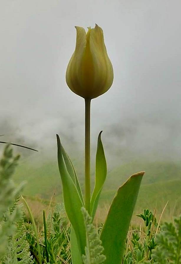 Изображение особи Tulipa confusa.