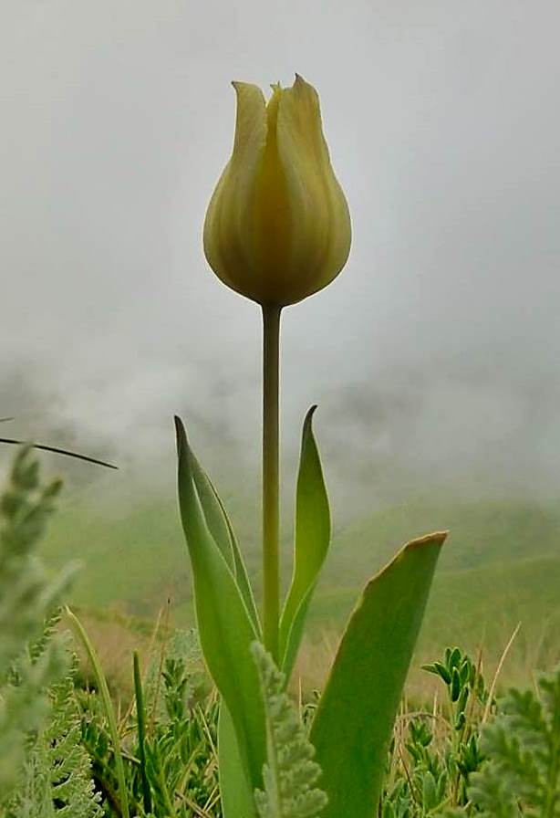 Image of Tulipa confusa specimen.
