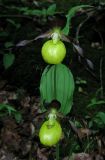 Cypripedium calceolus. Соцветие. Крым, окр. с. Соколиное, лиственный лес. 25 мая 2014 г.