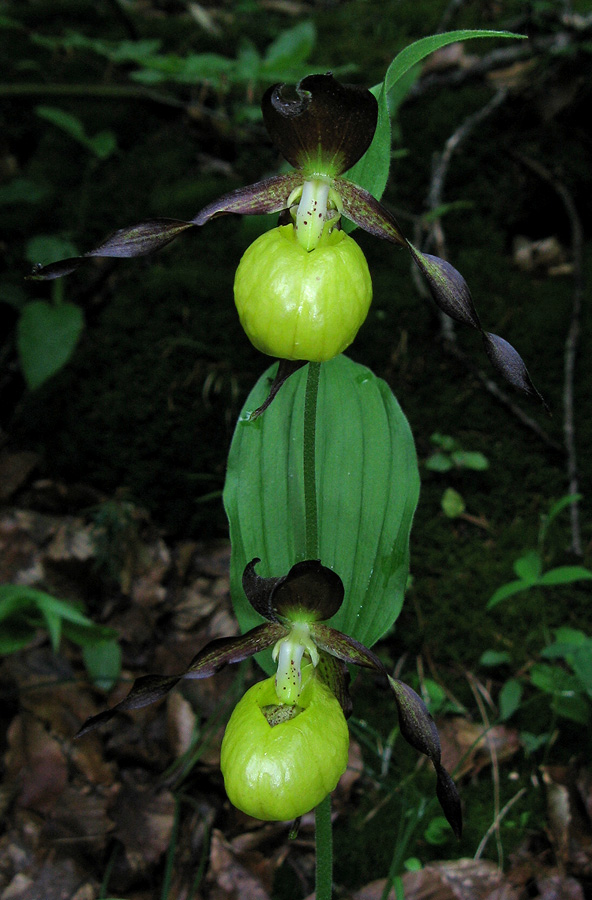 Изображение особи Cypripedium calceolus.