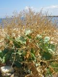 Crambe maritima