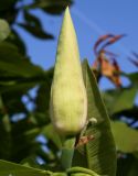 Magnolia tripetala. Бутон. Германия, г. Дюссельдорф, Ботанический сад университета. 04.05.2014.
