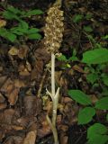 Neottia nidus-avis. Цветущее растение. Украина, Львовская обл., буковый лес. 1 июня 2009 г.