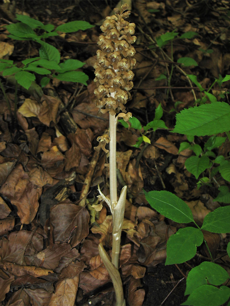 Image of Neottia nidus-avis specimen.