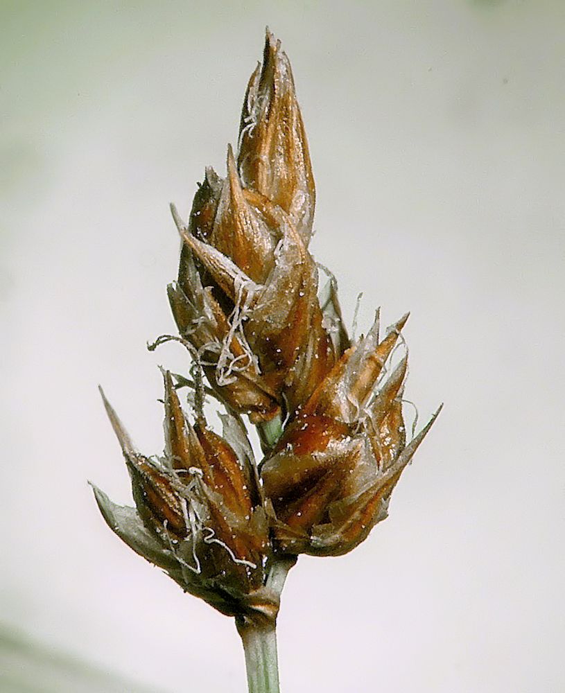 Image of Carex duriuscula specimen.