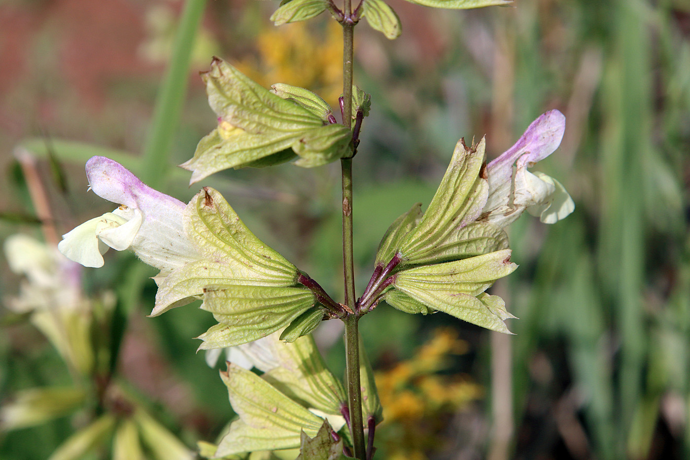 Image of Salvia korolkowii specimen.