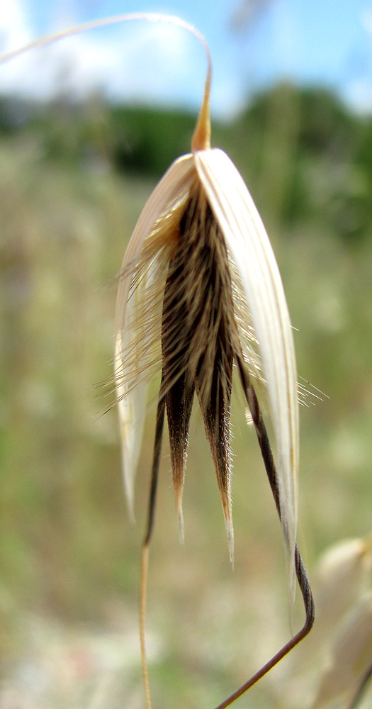 Image of Avena persica specimen.