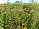 Asclepias syriaca