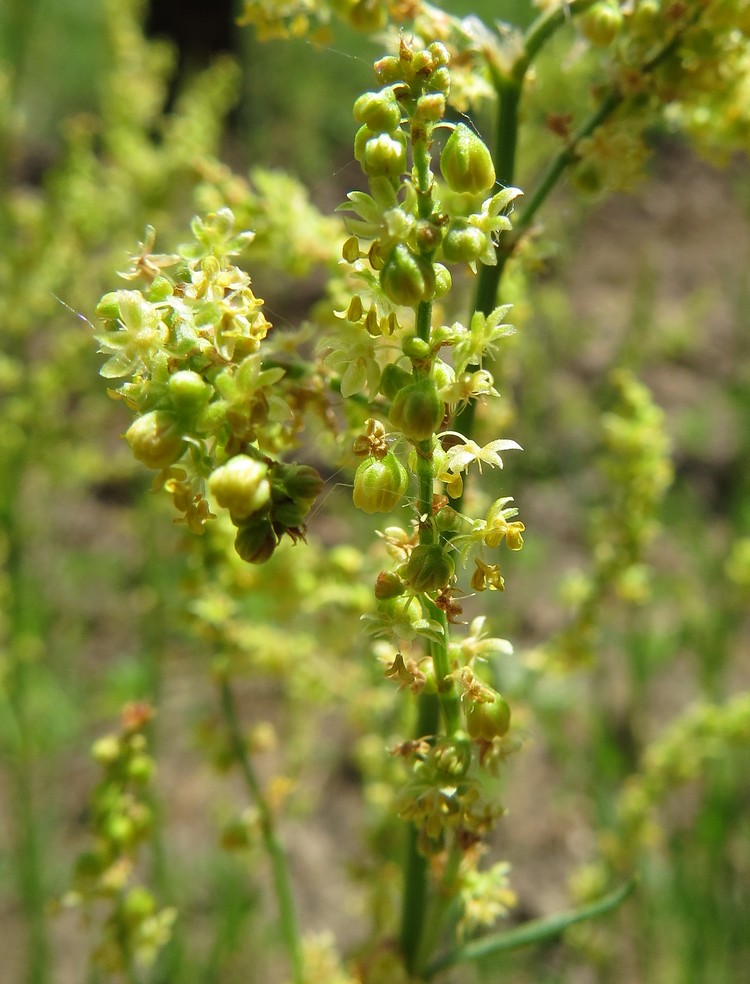 Изображение особи Rumex acetosella.