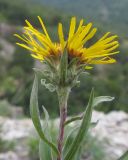 Inula ensifolia. Верхушка побега с соцветием. Краснодарский край, м/о г. Новороссийск, гора Большой Маркотх. 22.06.2014.