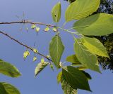 Halesia carolina. Веточки с невызревшими плодами (у листьев видна их нижняя сторона). Германия, г. Дюссельдорф, Ботанический сад университета. 03.06.2014.