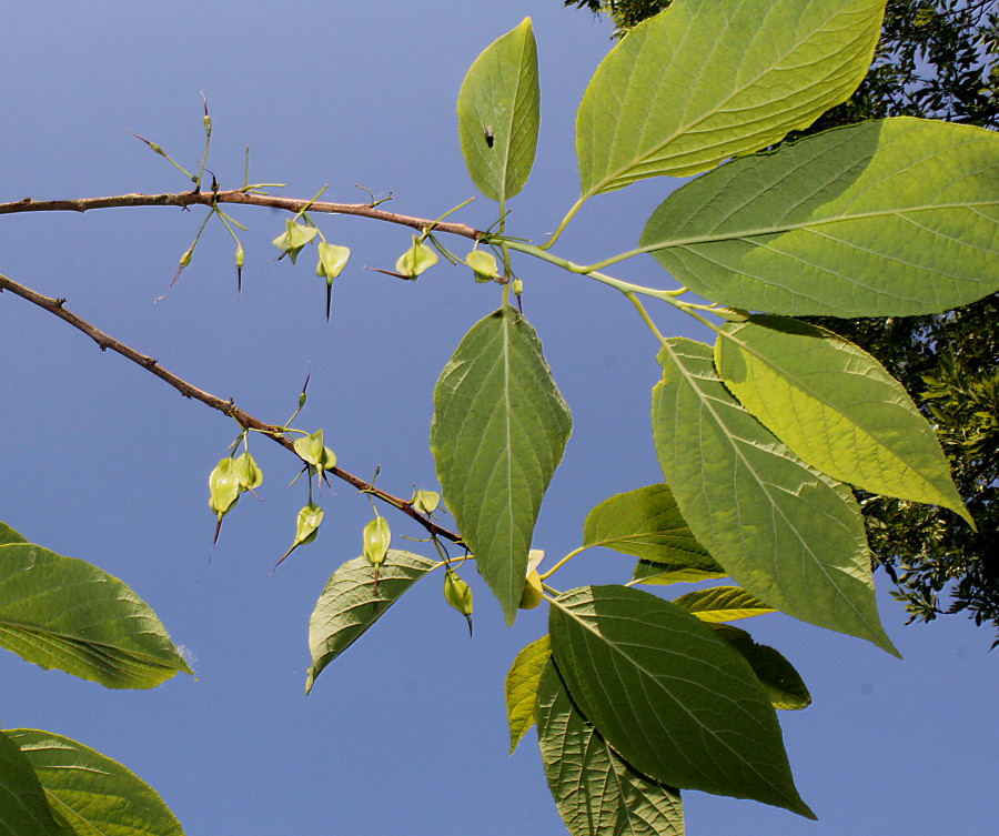 Image of Halesia carolina specimen.